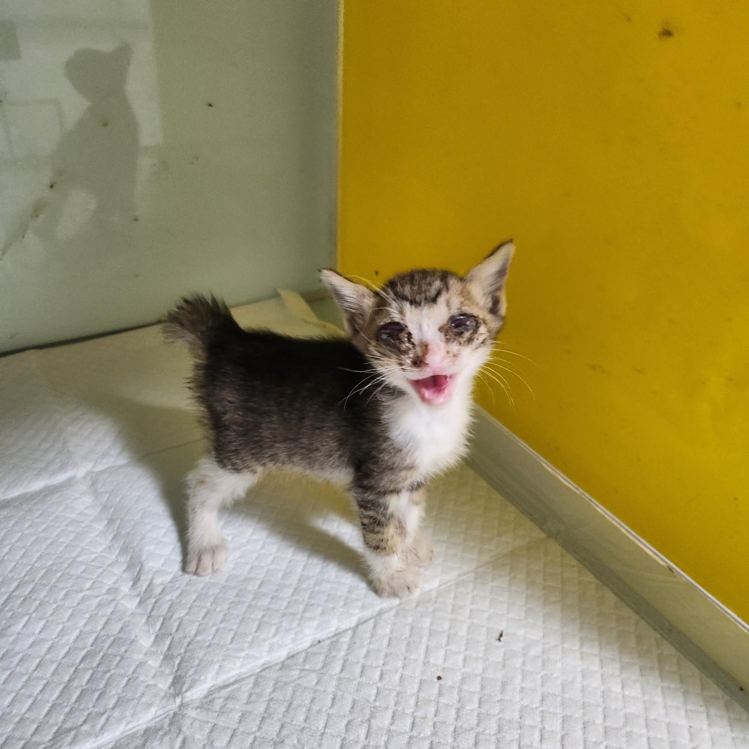 부산동물보호센터_426326202300578