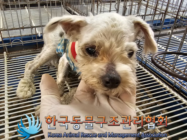 한국동물구조관리협회_441414202300754
