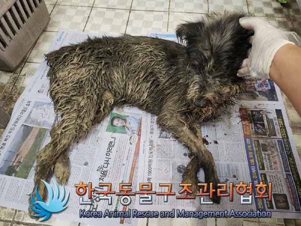한국동물구조관리협회_411315202300592