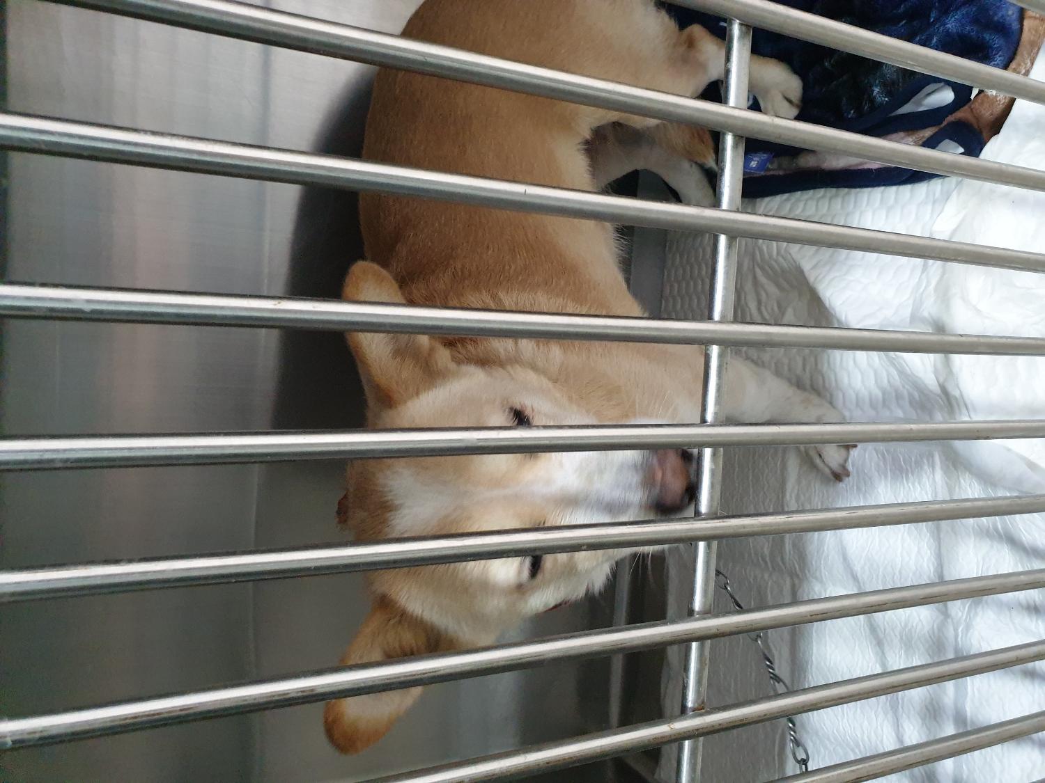 홍익동물병원_411313202300727