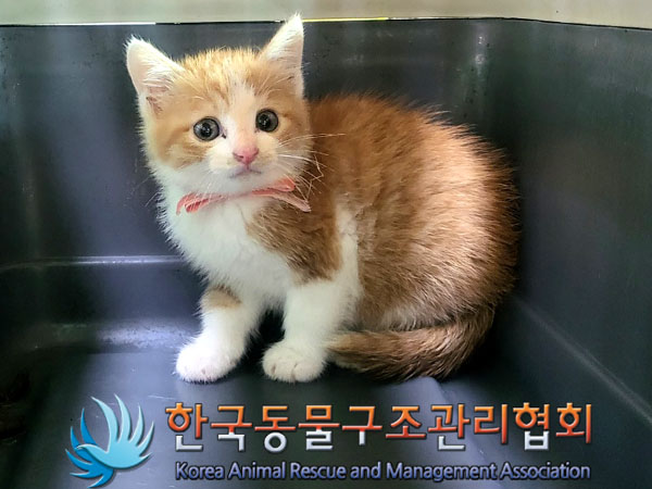 종료(자연사) 한국…