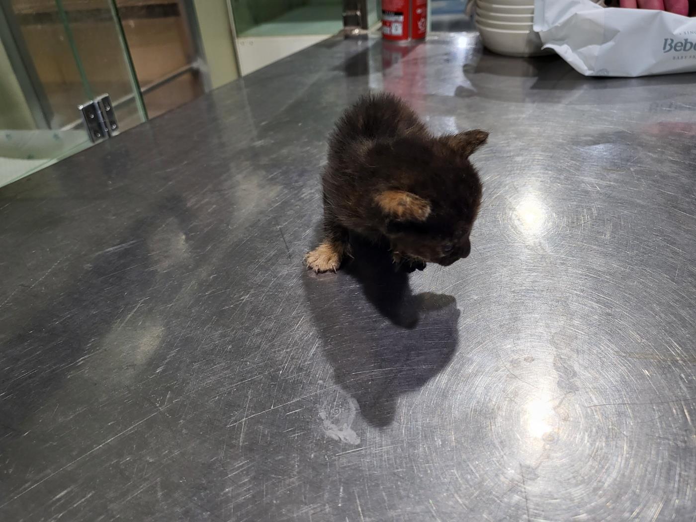 보호중 한국 고양이…
