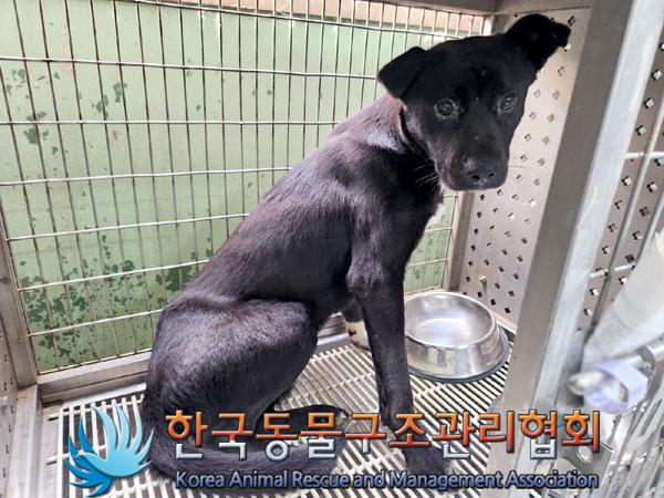 한국동물구조관리협회_441409202301474