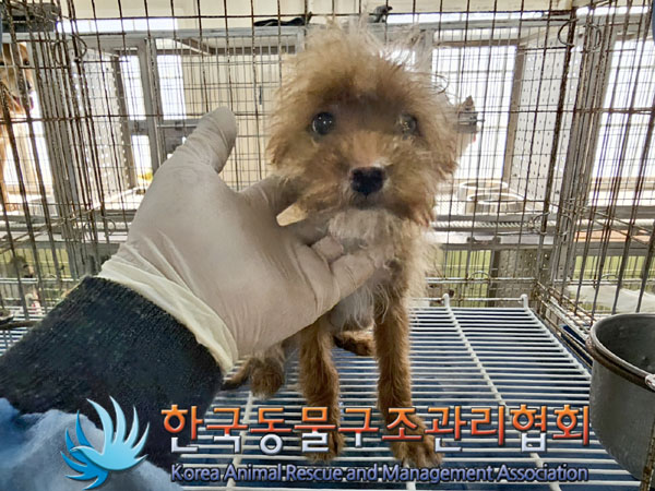 종료(입양) 믹스견…
