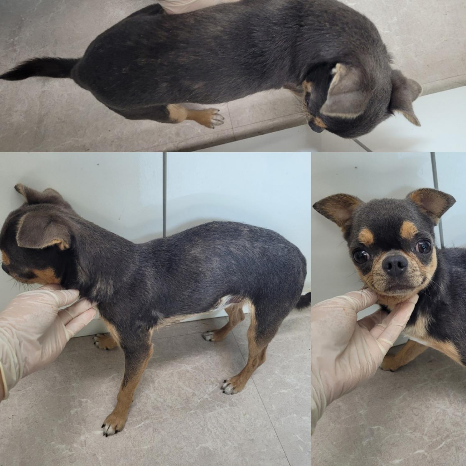 논산시 동물보호센터_444454202300875