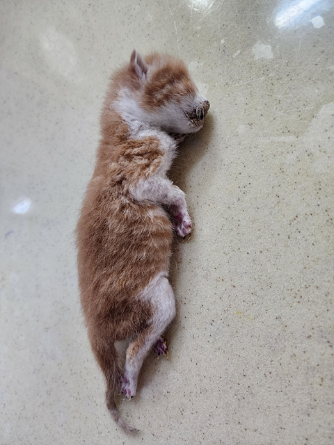 종료(자연사) 한국…
