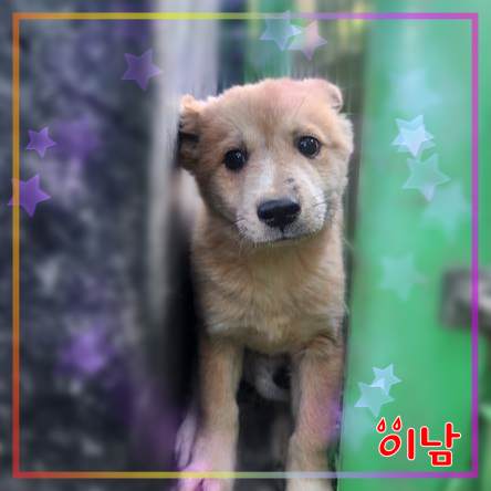 보호중 믹스견의 가…
