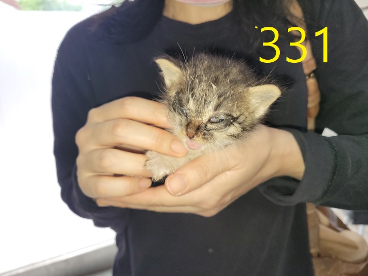 보호중 한국 고양이…