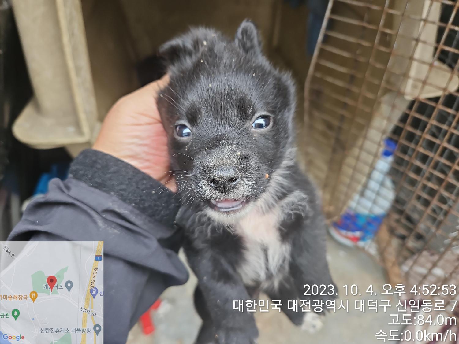 대전동물보호센터_430368202300447