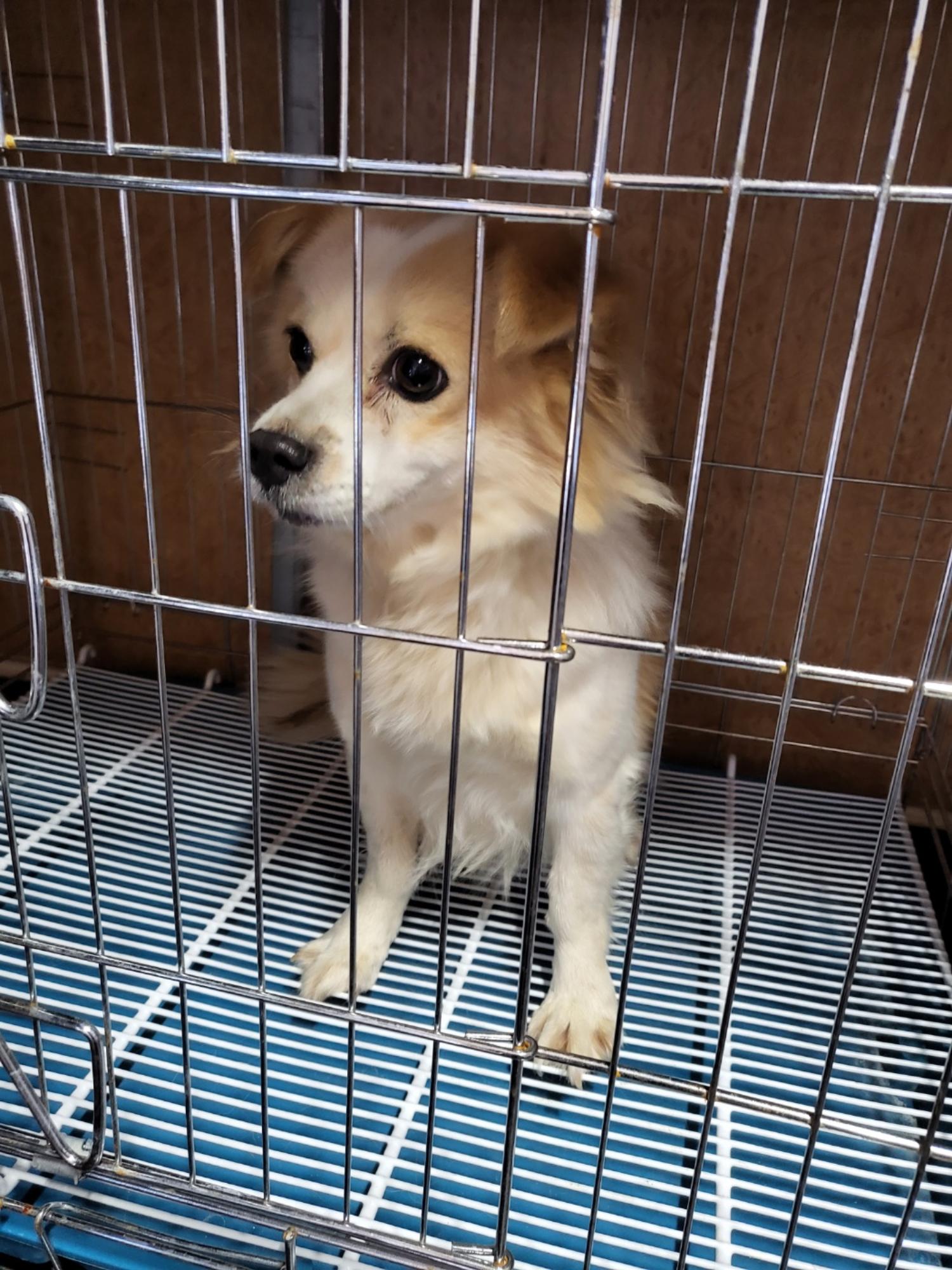 삼척시동물보호센터_442424202300603