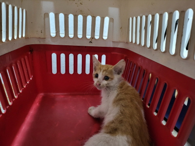 보호중 한국 고양이…