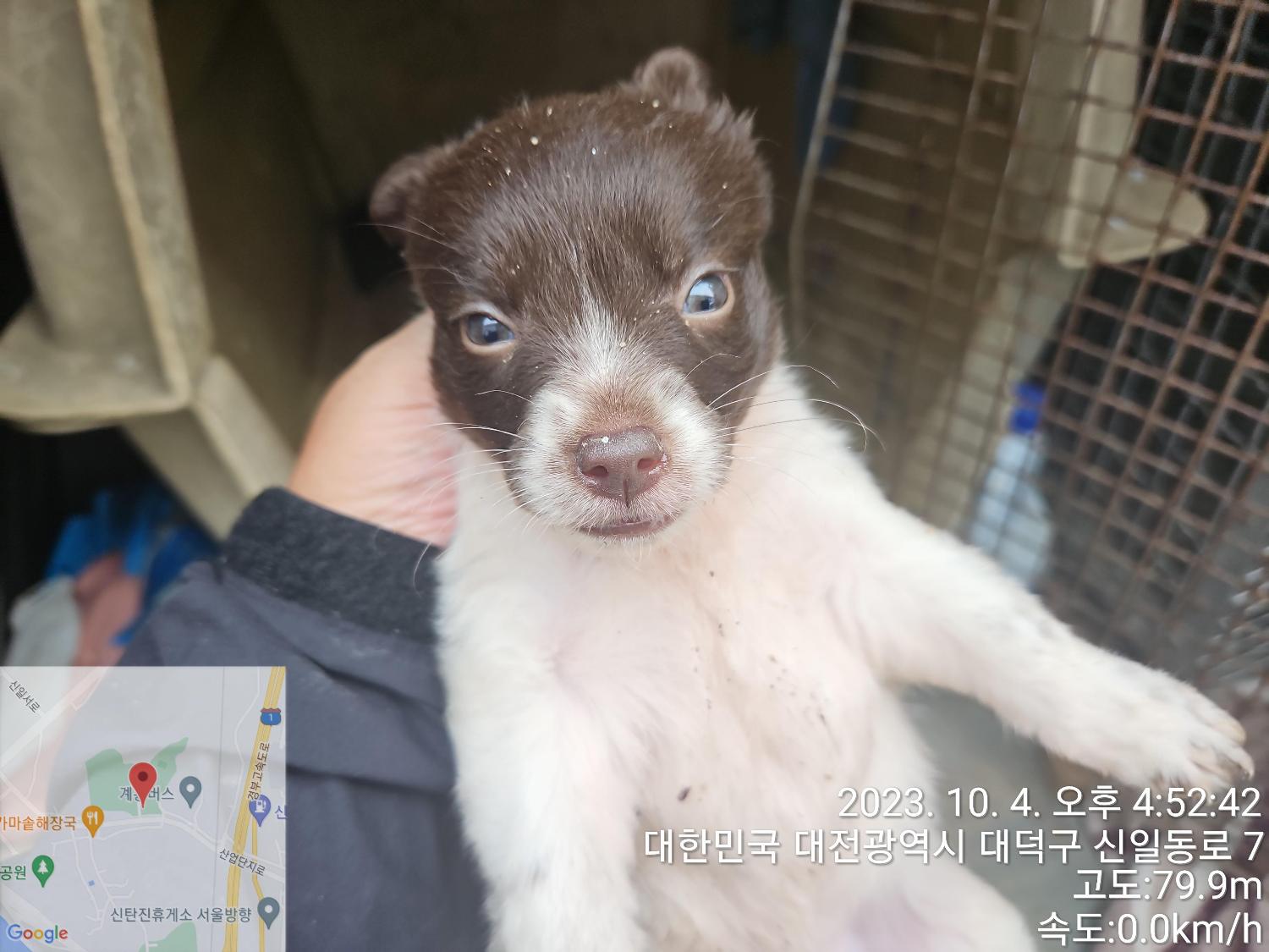 대전동물보호센터_430368202300446