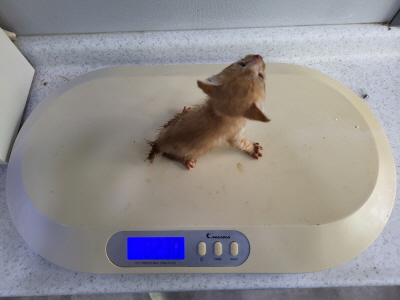 누리동물병원_426335202300384