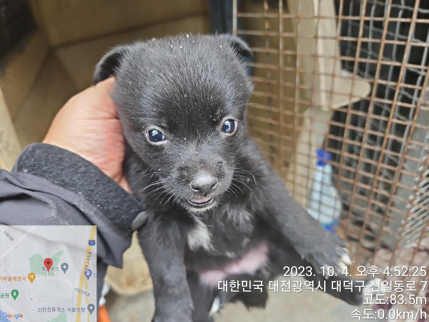 대전동물보호센터_430368202300444