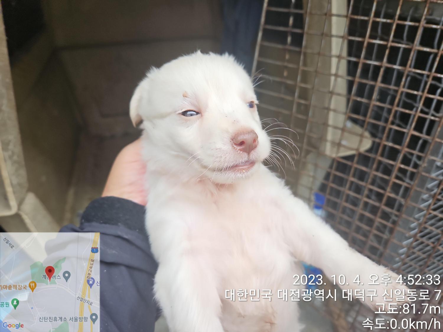 대전동물보호센터_430368202300445