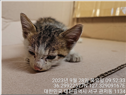 대전동물보호센터_430366202300547