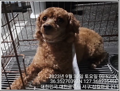 종료(반환) 푸들의…