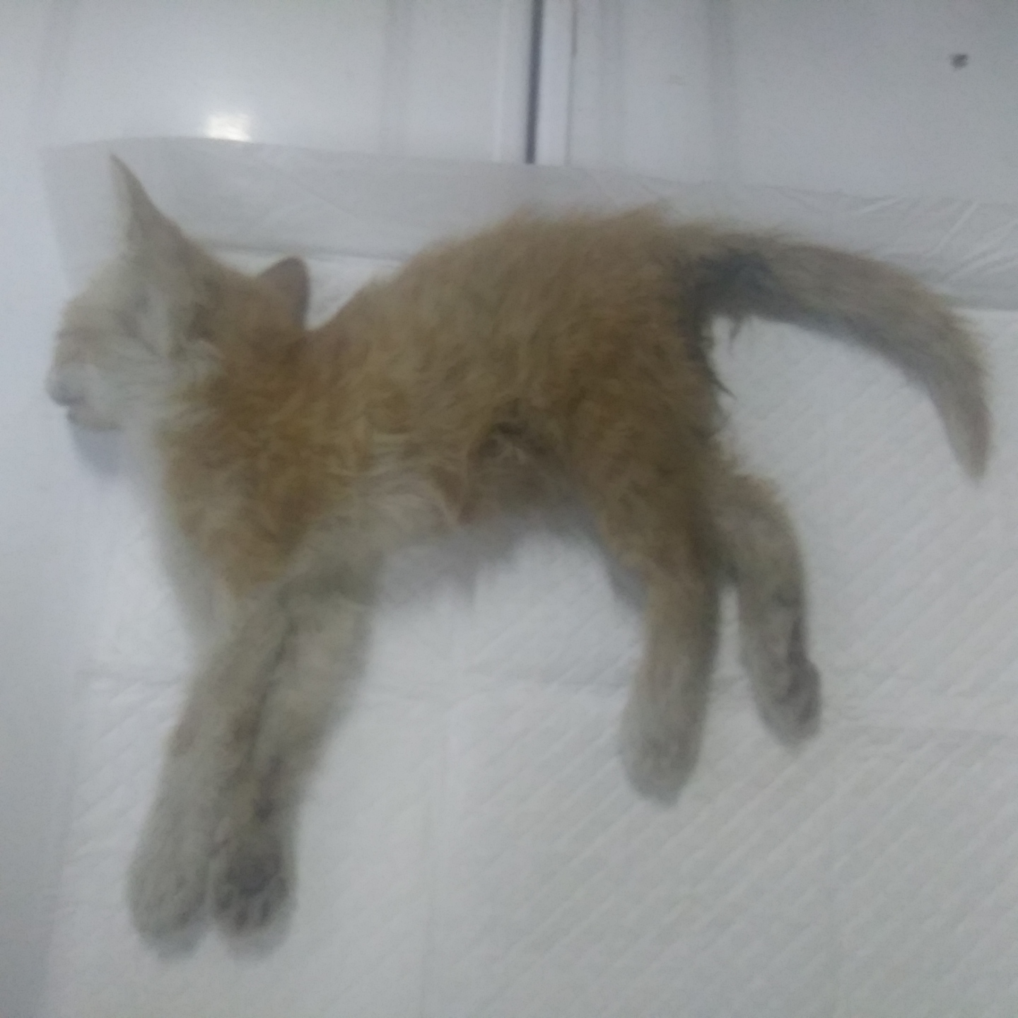 인천광역시수의사회_428353202301067