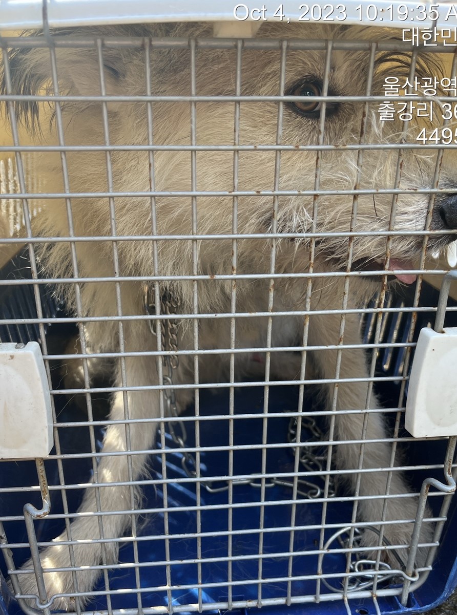 울산유기동물보호센터_431373202301068