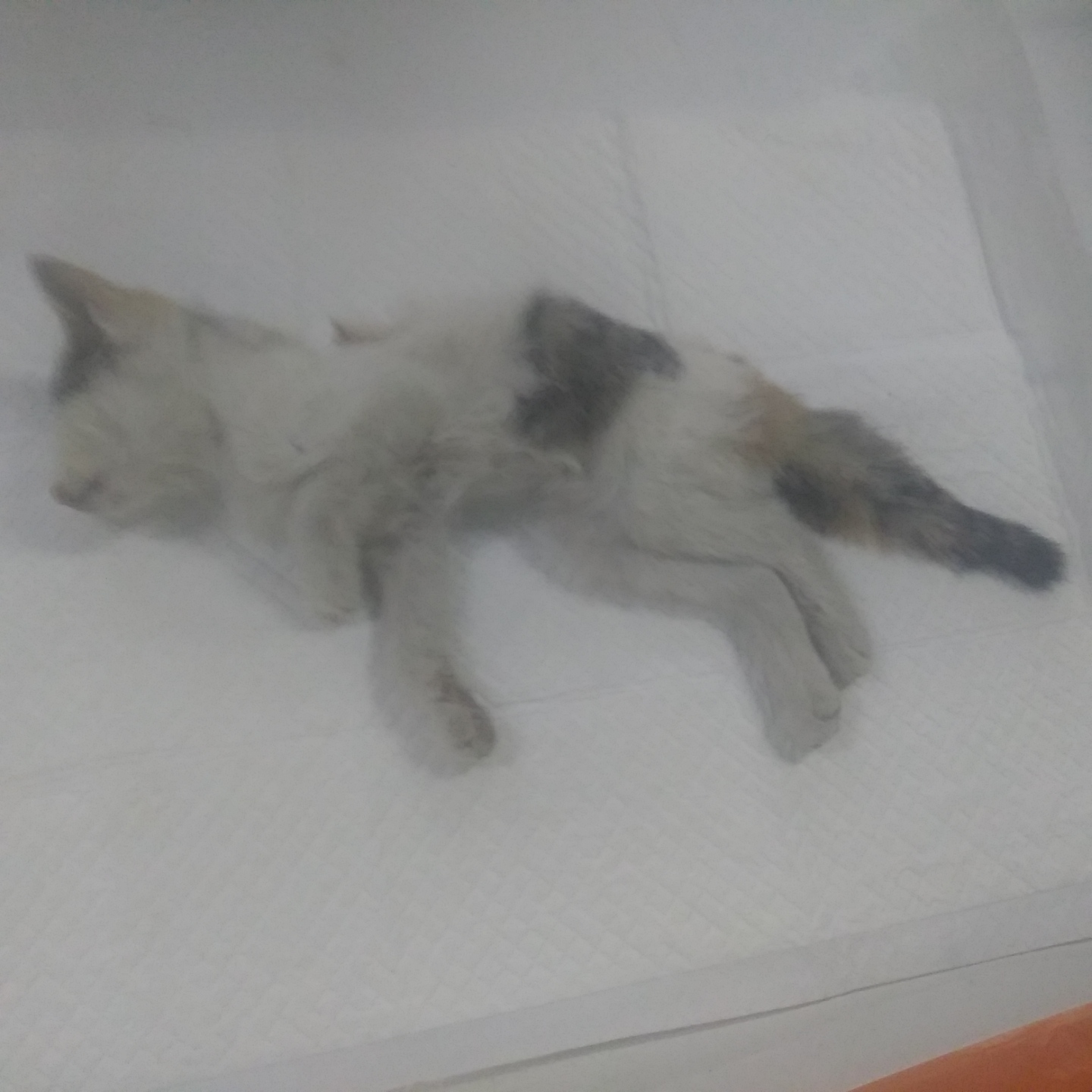 종료(자연사) 한국…