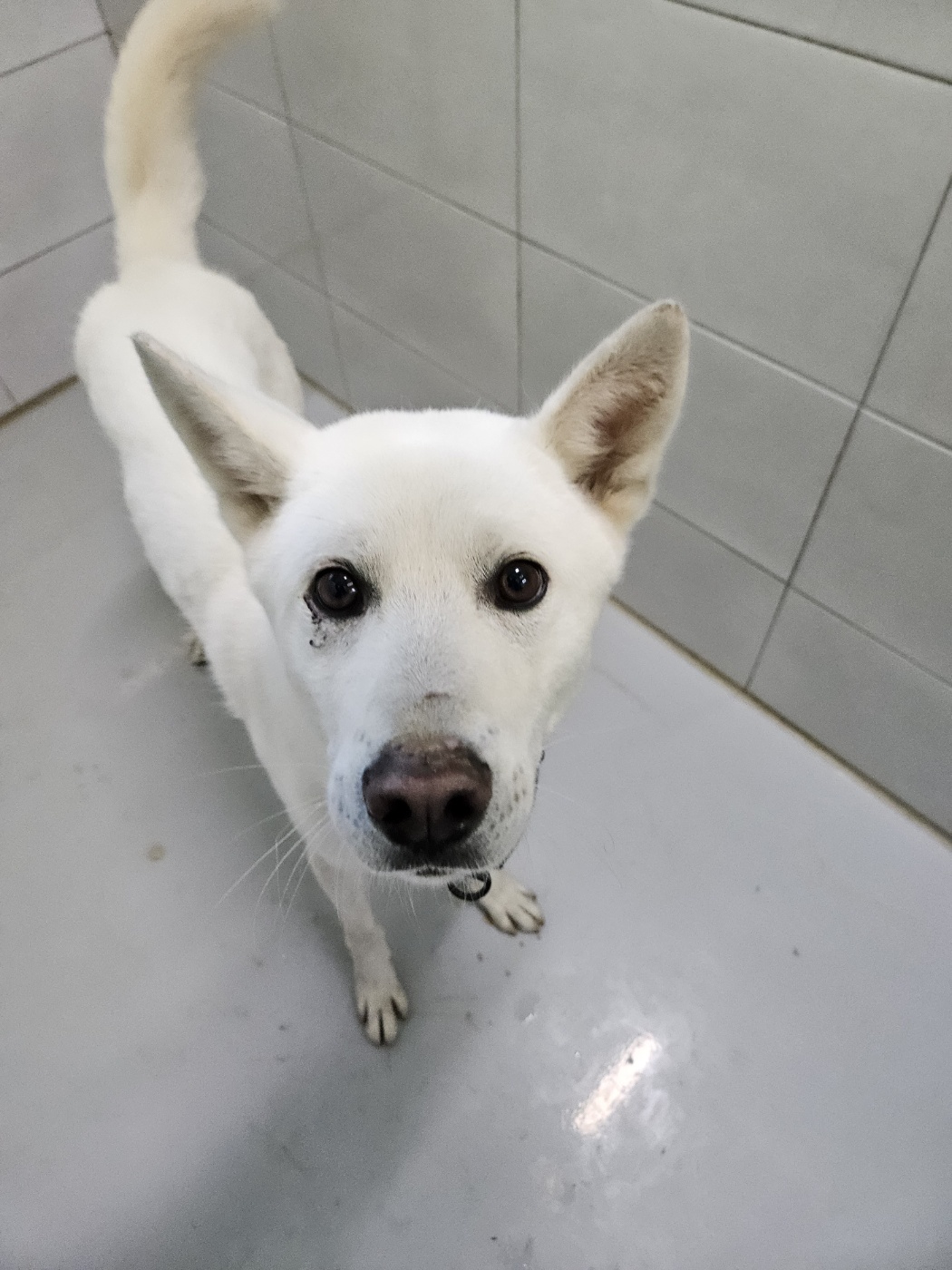 아산동물복지지원센터_444452202301850