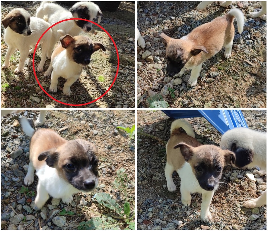 무안군유기동물보호소_446495202300296