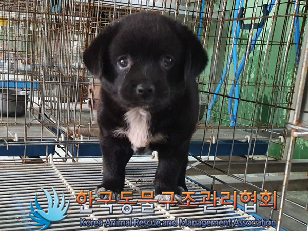 한국동물구조관리협회_441559202300967