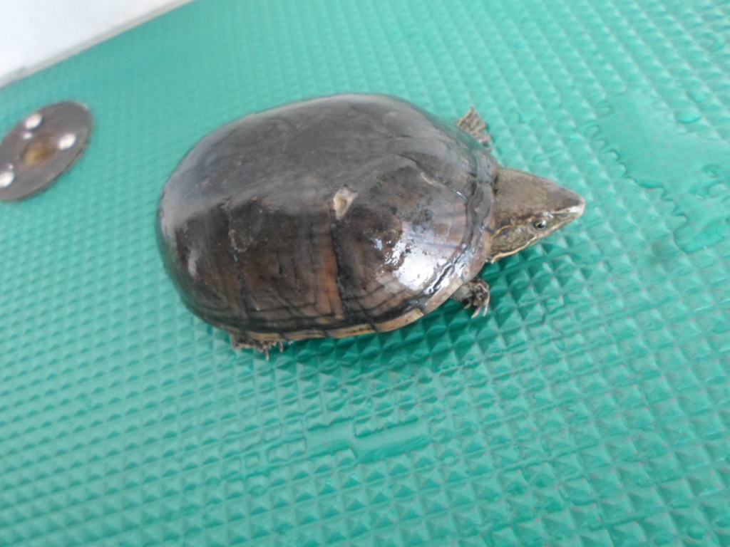 디아크동물종합병원_411319202300475