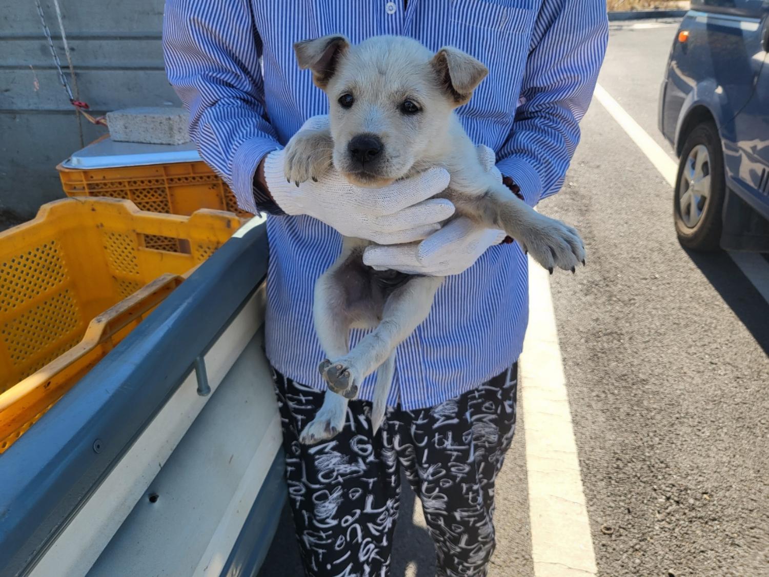 고흥군임시보호센터_446488202300273
