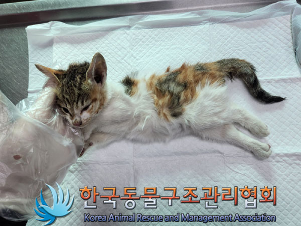 한국동물구조관리협회_411312202300629