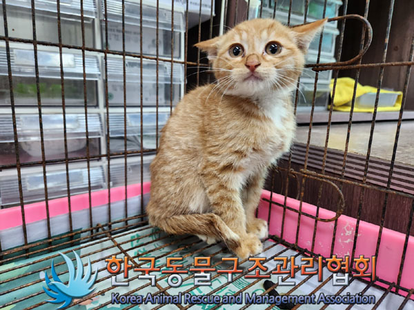 한국동물구조관리협회_411301202300525
