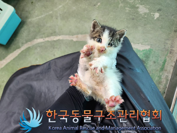 한국동물구조관리협회_411306202300649