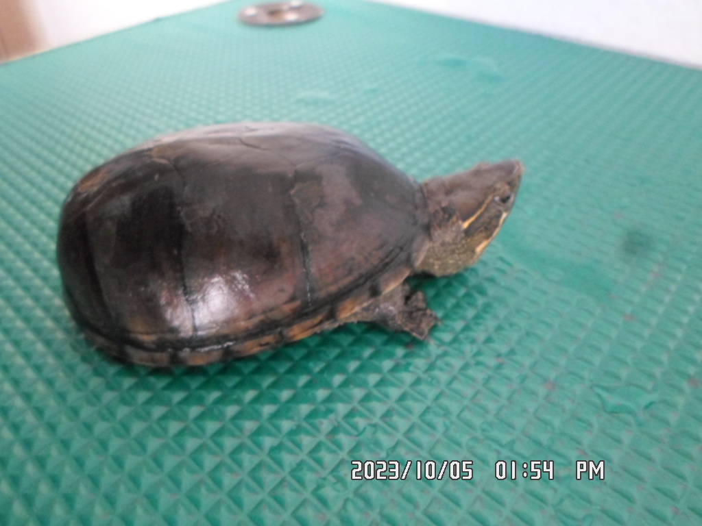 디아크동물종합병원_411319202300478