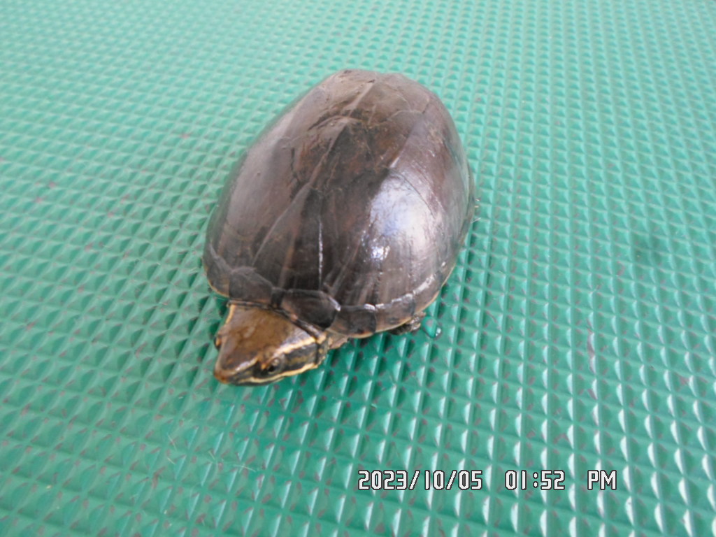 디아크동물종합병원_411319202300473