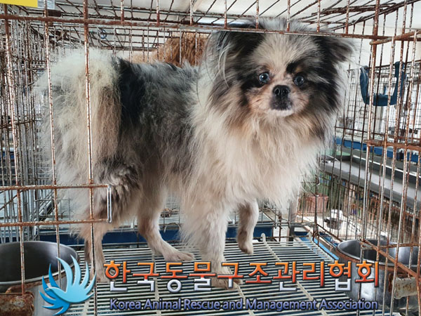 종료(반환) 포메라…