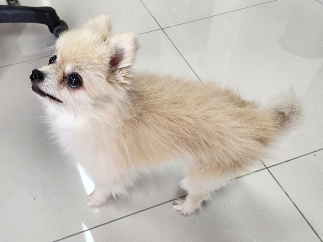 종료(반환) 포메라…