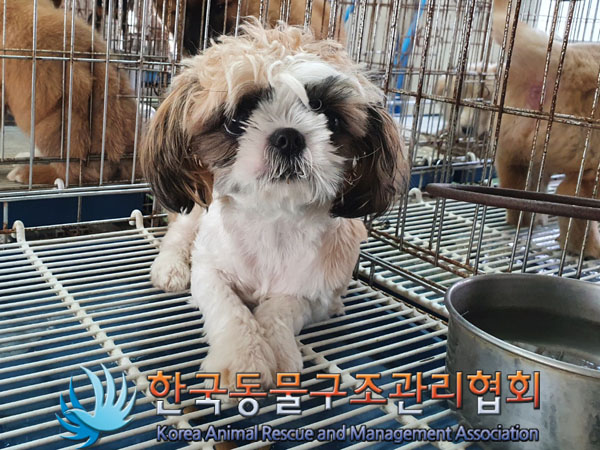 종료(입양) 시츄의…