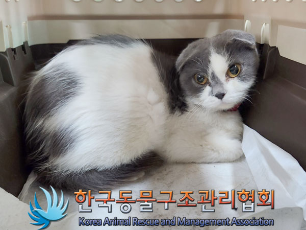 종료(입양) 스코티…