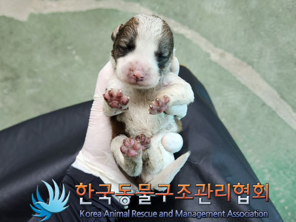 한국동물구조관리협회_441560202301310