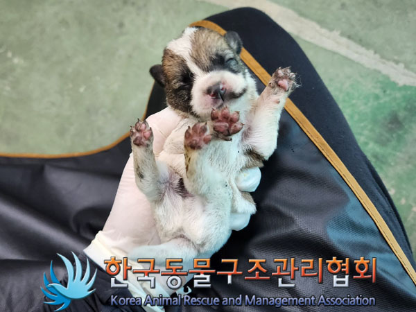 한국동물구조관리협회_441560202301305