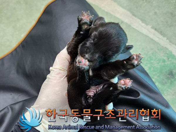 종료(자연사) 믹스…
