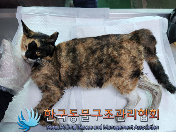 한국동물구조관리협회_411309202300401