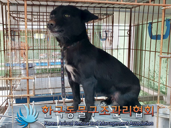 종료(안락사) 믹스…