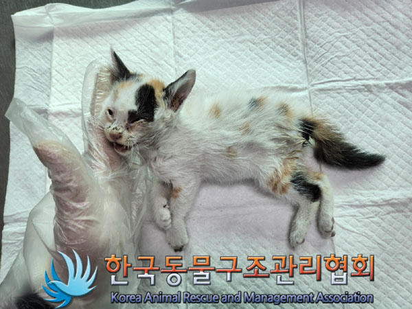 한국동물구조관리협회_411300202300400