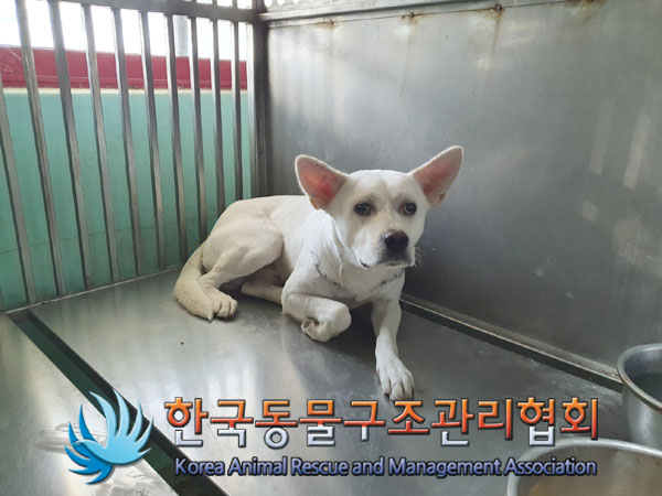종료(안락사) 믹스…