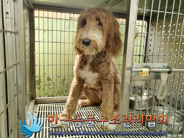 종료(반환) 믹스견…