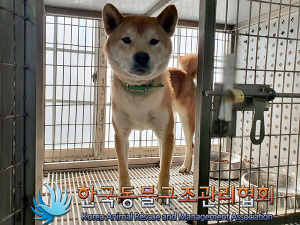 보호중 시바의 가족…