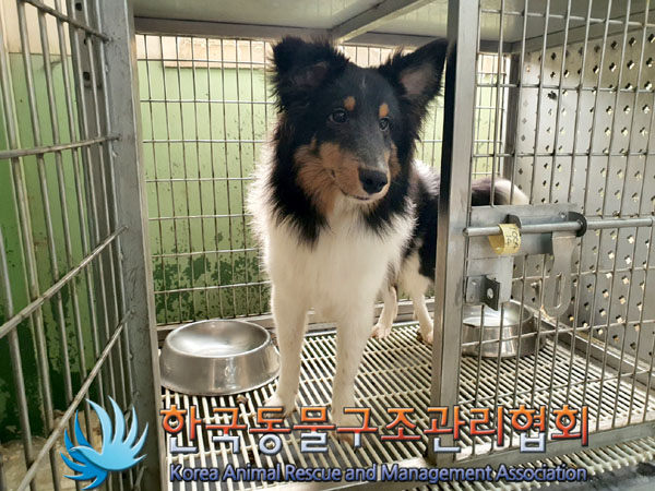 한국동물구조관리협회_441398202300377