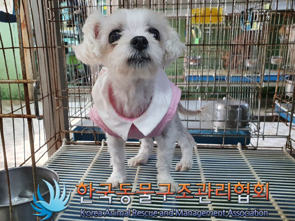 한국동물구조관리협회_441406202301439