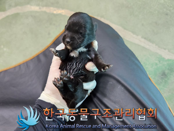 한국동물구조관리협회_441560202301307